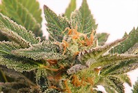Super Silver Haze Auto Feminised Seeds - BULK x 100