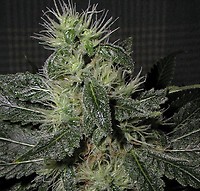 Alien OG Auto Feminised Seeds - BULK x 100