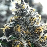Divorce Cake Feminised Seeds