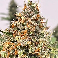 Mendo Butter Feminised Seeds