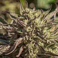 Space Panda Feminised Seeds