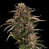 Fatso GMO F1 Auto Feminised Seeds