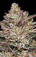 Guzzlerz Feminised Seeds
