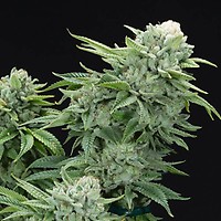 Gorilla Glue #4 S1 Feminised Seeds
