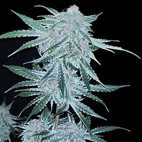 Midnight Bessie Auto Feminised Seeds