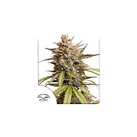 Melonade Runtz Auto Feminised Seeds