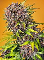 Diablo Rojo XL Auto Feminised Seeds