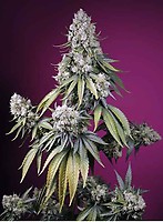 Jealousy Z XL Auto Feminised Seeds