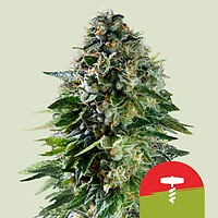 Corkscrew Auto Feminised Seeds