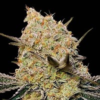 Gelato Mint Feminised Seeds