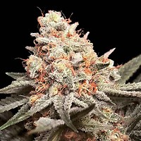 Rainbow Mints Feminised Seeds