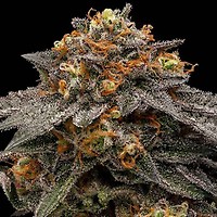Shimo Feminised Seeds