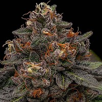 Korenji Feminised Seeds