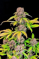 Lemon Cherry Cookies Auto Feminised Seeds