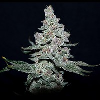 Fire 'n Ice Feminised Seeds