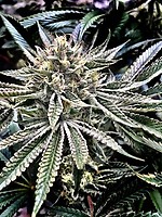 Gelatomo Feminised Seeds