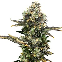 King Cone Feminised Seeds