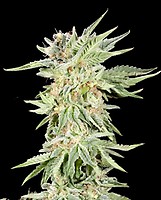 Gelato Sundae Feminised Seeds