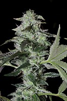 Sherbet Cake Feminised Seeds