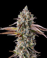 Strawberry Skrilla Feminised Seeds
