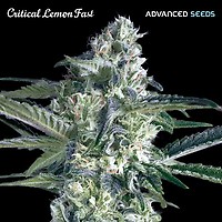 Critical Lemon Fast Feminised Seeds
