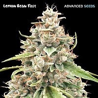 Lemon Bean Fast Feminised Seeds