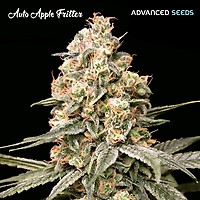 Apple Fritter Auto Feminised Seeds
