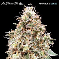 Forbidden Fruit Auto Feminised Seeds