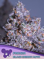 Frozen Black Cherry Auto Feminised Seeds