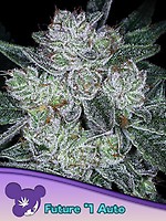 Future #1 Auto Feminised Seeds