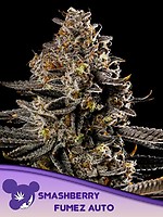 Smashberry Fumez Auto Feminised Seeds
