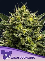 WHAM BOOM Auto Feminised Seeds