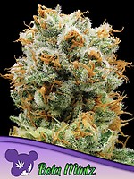 Bola Mintz Feminised Seeds