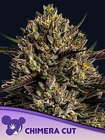 Chimera Cut Feminised Seeds