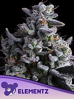 Elementz Feminised Seeds