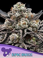 Epic Buzz Feminised Seeds