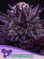 Imperium X Feminised Seeds