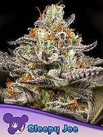 Sleepy Joe Feminised Seeds