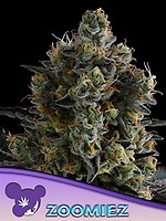 Zoomiez Feminised Seeds