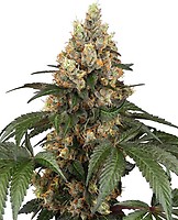 Chocolate Rainbow XXL Feminised Seeds