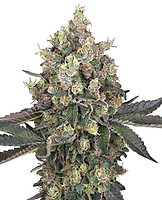 Sweet Berry Breeze Feminised Seeds
