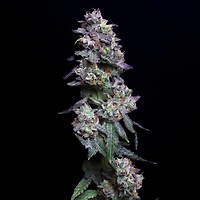 Baked Apple Cherries Feminised Seeds