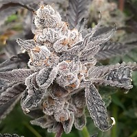 Baker's Fruit Feminised Seeds