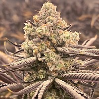 Sour Grape Punch Feminised Seeds