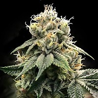 Chocolate Truffle Shuffle (C.T.S.) Feminised Seeds