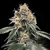HG23 (Michael Jordan) Feminised Seeds