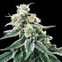 Swiss Miss Feminised Seeds
