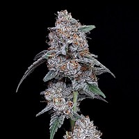 The Big Mac Auto Feminised Seeds