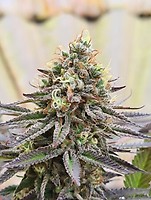 Gorilla Super Glue Feminised Seeds