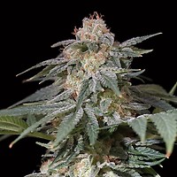 Lemon Tree FAST Feminised Seeds